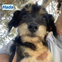 Hada_HP