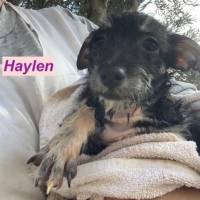Haylen_HP