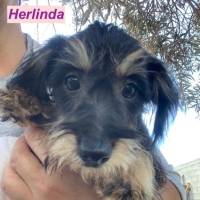 Herlinda_HP